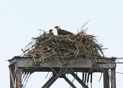 Bald Eagle - Haliaeetus leucocephalus