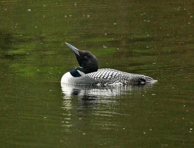 Common Loon - Gavia immer