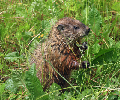 Woodchuck - Marmota monax