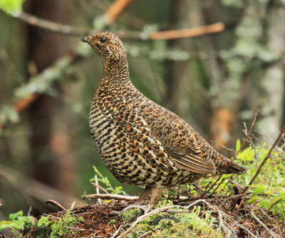 Spruce Grouse - Falcipennis canadensis