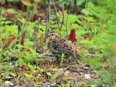 Spruce Grouse - Falcipennis canadensis (chick)