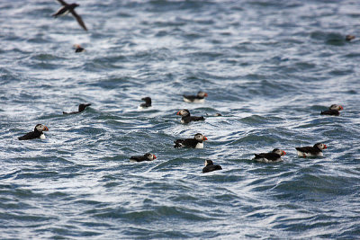 Atlantic Puffin - Fratercula arctica