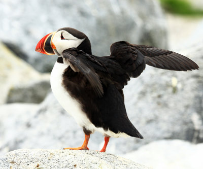 Atlantic Puffin - Fratercula arctica