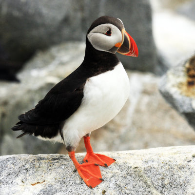 Atlantic Puffin - Fratercula arctica