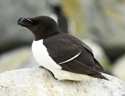 Razorbill - Alca torda