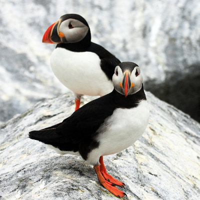 Atlantic Puffin - Fratercula arctica