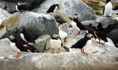 Atlantic Puffin - Fratercula arctica