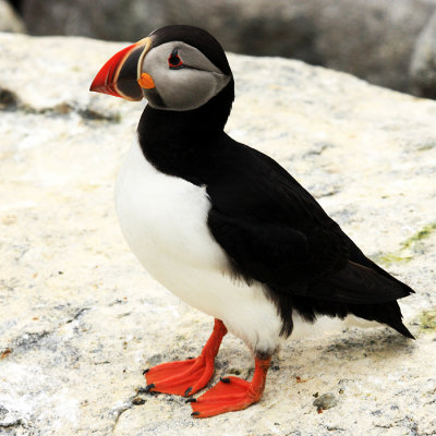 Atlantic Puffin - Fratercula arctica