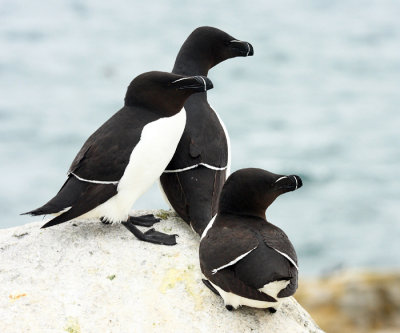 Razorbill - Alca torda