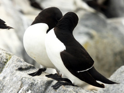 Razorbill - Alca torda