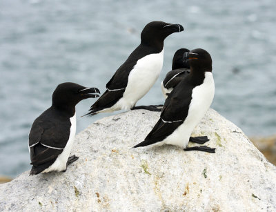 Razorbill - Alca torda