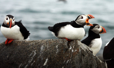 Atlantic Puffin - Fratercula arctica