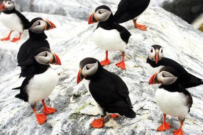 Atlantic Puffin - Fratercula arctica