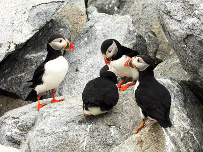 Atlantic Puffin - Fratercula arctica