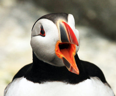 Atlantic Puffin - Fratercula arctica