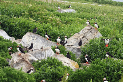 Atlantic Puffin - Fratercula arctica