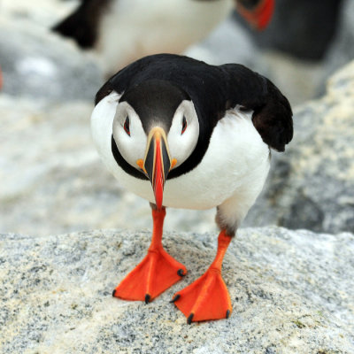 Atlantic Puffin - Fratercula arctica