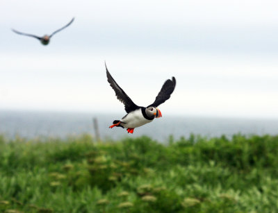 Atlantic Puffin - Fratercula arctica