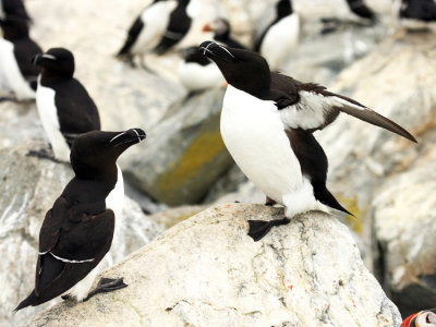 Razorbill - Alca torda