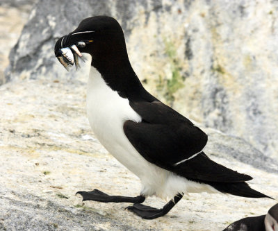 Razorbill - Alca torda