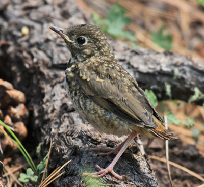 Hermit Thrush - Catharus guttatus (chick)