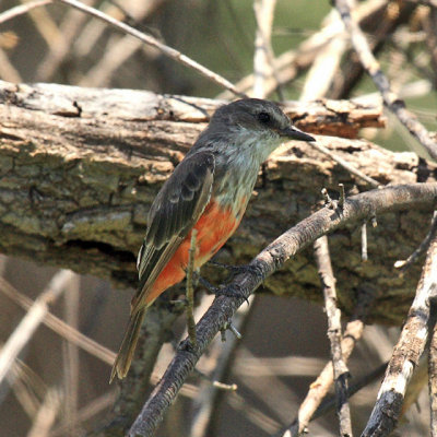 Vermilion Flycatcher - Pyrocephalus rubinus  (immature male)