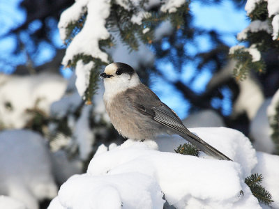 Gray Jay - Perisoreus canadensis