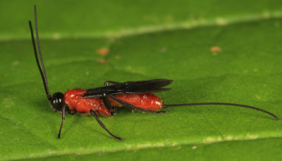 Braconid Wasps - subfamily Braconinae