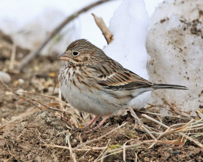 Sparrows - genus Pooecetes