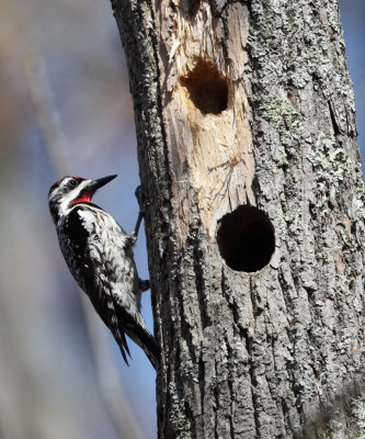 Yellow-bellied Sapsucker - Sphyrapicus varius