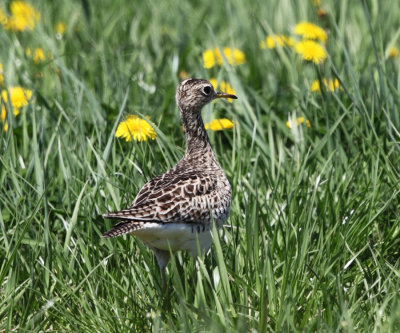 Upland Sandpiper - Bartramia longicauda