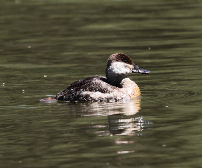 Ruddy Duck - Oxyura jamaicensis