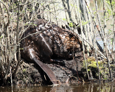 North American Beaver - Castor canadensis