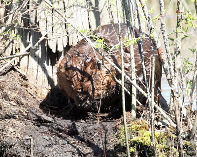 North American Beaver - Castor canadensis