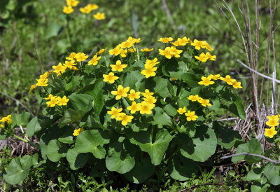 Marsh Marigold - Caltha palustris