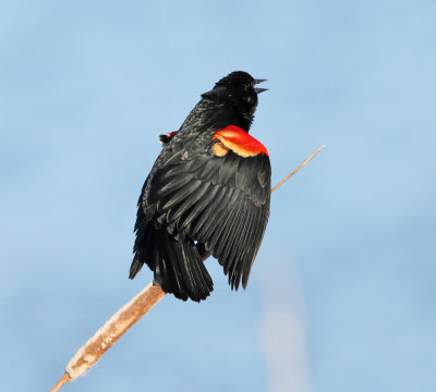 Red-winged Blackbird - Agelaius phoeniceus 