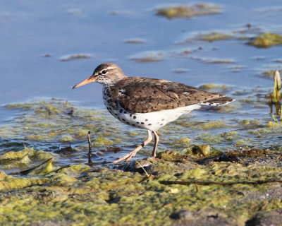 Spotted Sandpiper - Actitis macularius