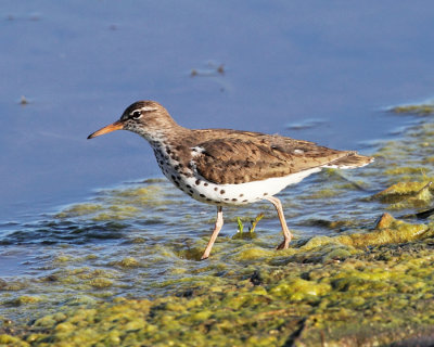 Spotted Sandpiper - Actitis macularius