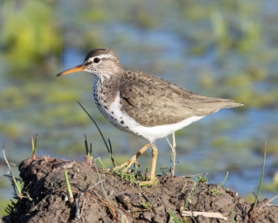 Shorebirds - genus Actitis