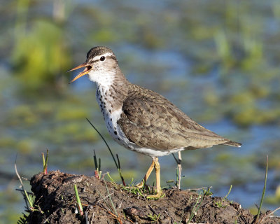 Spotted Sandpiper - Actitis macularius