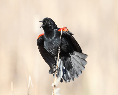 Red-winged Blackbird - Agelaius phoeniceus