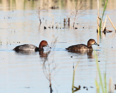 Redhead - Aythya americana