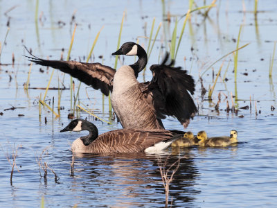 Canada Geese - Branta canadensis