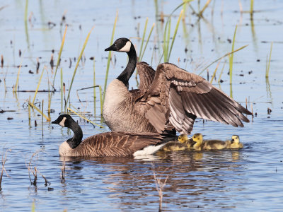 Canada Geese - Branta canadensis