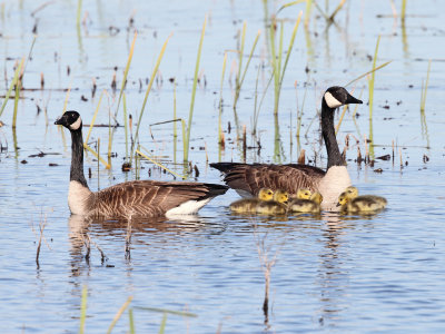 Canada Geese - Branta canadensis