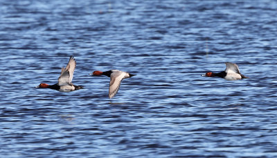 Redhead - Aythya americana