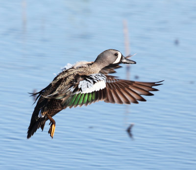 Blue-winged Teal - Anas discors 