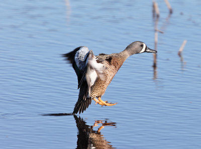 Blue-winged Teal - Anas discors 