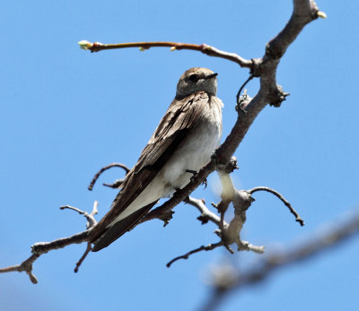 Northern Rough-winged Swallow - Stelgidopteryx serripennis