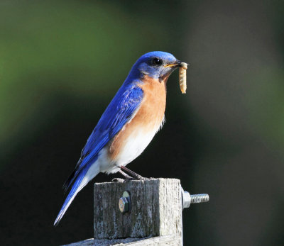 Eastern Bluebird - Sialia sialis